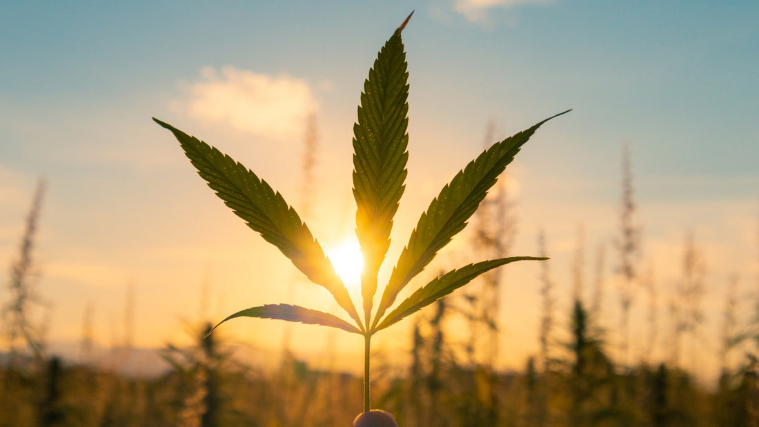 Anleitung für den Cannabis Anbau in Deutschland: Die wichtigsten Tipps