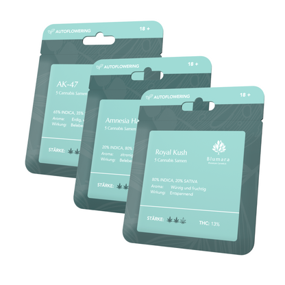 Bestseller Samen 3er-Set | Autoflowering